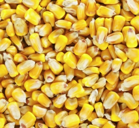 Yellow maize