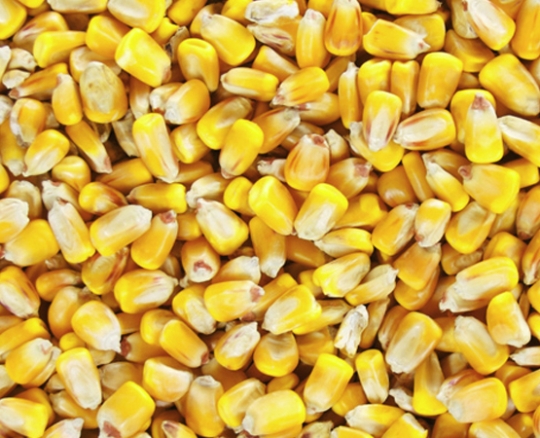 Yellow maize
